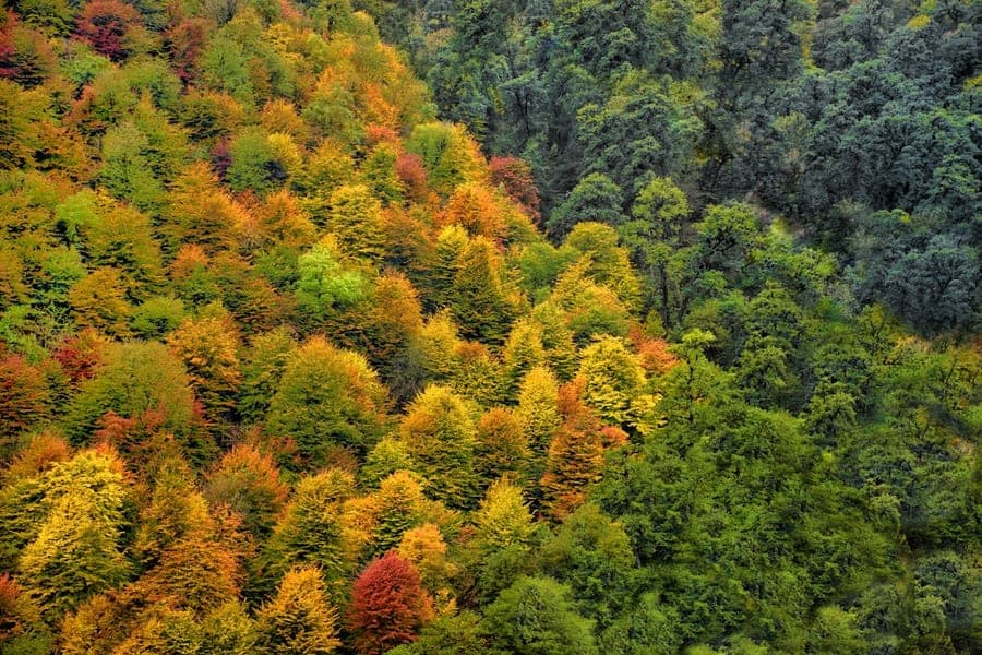 جنگل‌های شمال